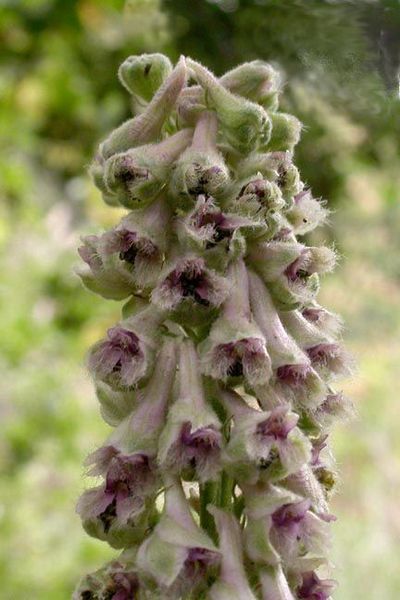 File:Delphinium californicum California Larkspur.jpg