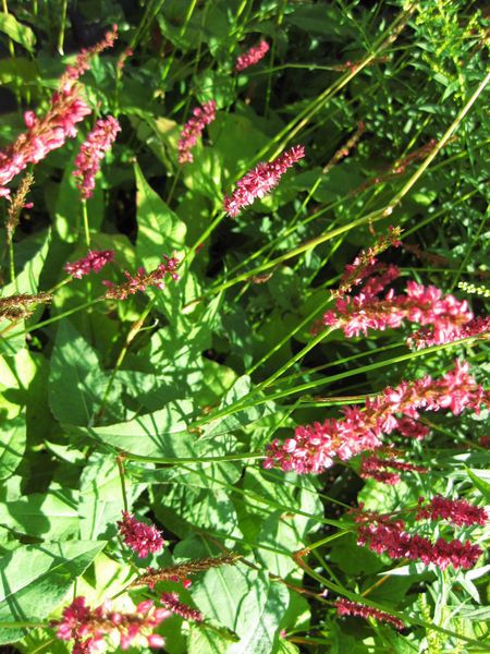 File:IMG 0008 nybg09.jpg