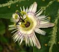 Passiflora pardifolia was only described in 2006