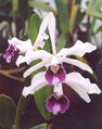 Thumbnail for version as of 11:41, 11 July 2007
