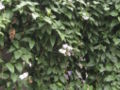 Thunbergia grandiflora