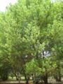 umbellularia californica