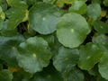 Thumbnail for version as of 06:50, 24 November 2007