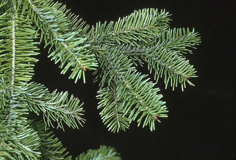 File:1024px-Abies balsamea branch.jpg