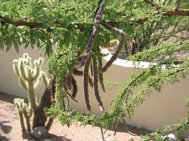 File:1024px-Acacia-schaffneri-seed-pods.jpg