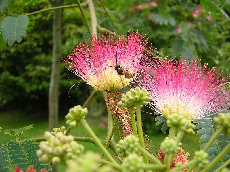 File:1024px-Albizia julibrissin boubri.jpg