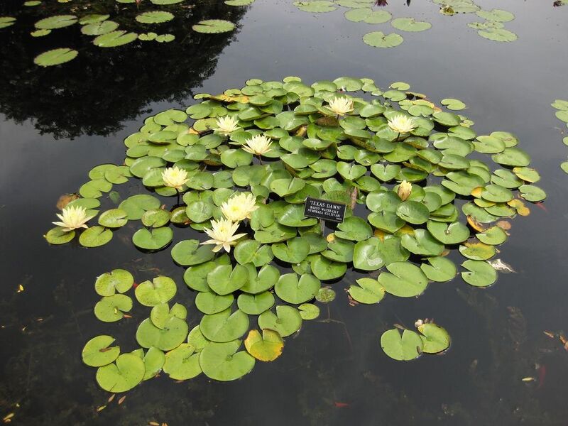 File:1024px-IMG 0871 bbg09.jpg