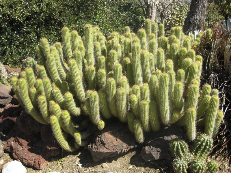 File:1024px-IMG 2448 hunt0903.jpg