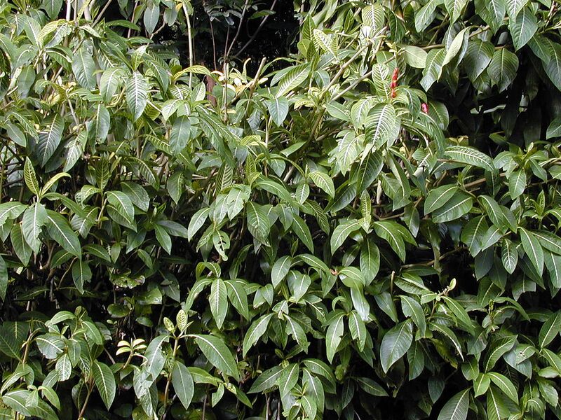 File:1024px-Starr 021122-0011 Sanchezia speciosa.jpg
