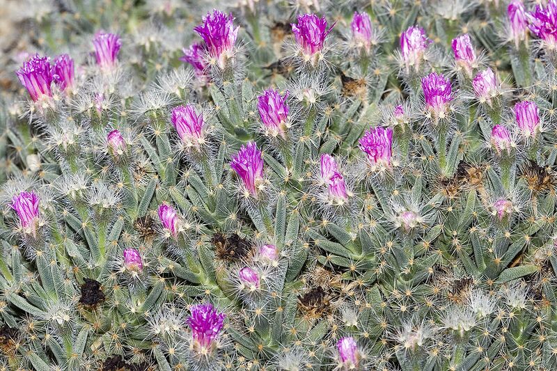 File:1024px-Trichodiadema.densum.7070.jpg