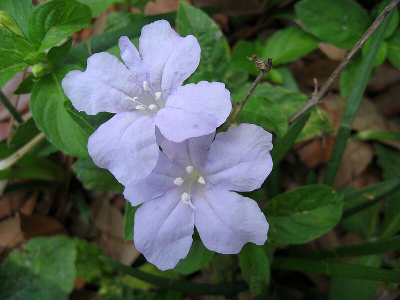 File:1024px-Wild Petunia Blue Flower 1.JPG