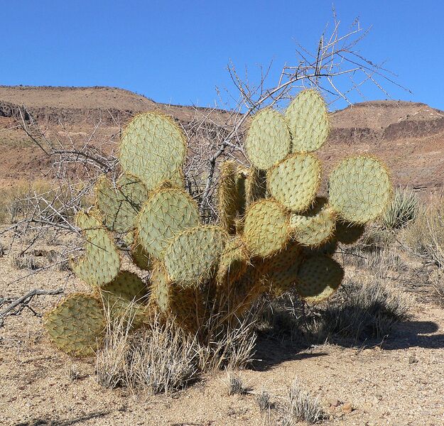 File:1067px-Opuntia chlorotica 7.jpg