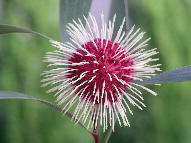 File:1280px-20070521 Pincushion Hakea Flower.jpg