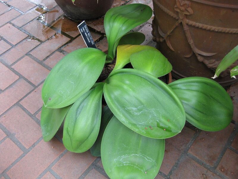 File:1280px-IMG 1026 bbg09.jpg