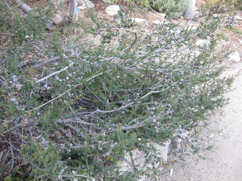 File:1280px-IMG 2751 ucla09.jpg