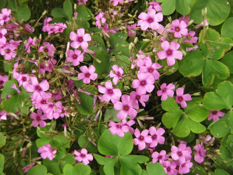 File:1280px-IMG 6899 hunt09jun.jpg