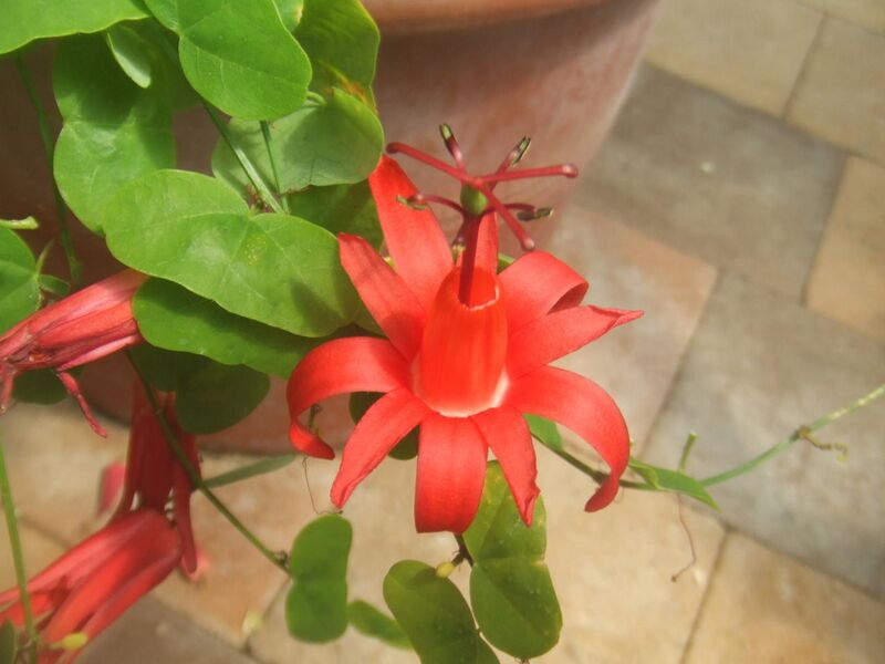 File:1280px-Passiflora murucuja2.jpg