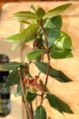 Bay Laurel grown in a kitchen for bay leaves