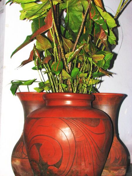 File:20100415042553!Cyrtosperma cuspidisphatum.jpg