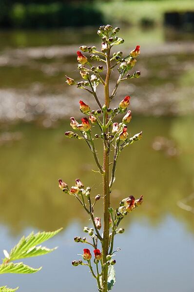 File:510px-Scrophularia nodosa Luc Viatour.JPG