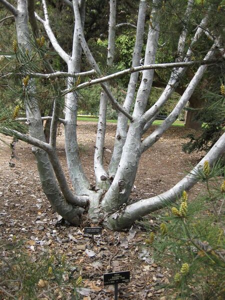 File:576px-IMG 4474 hunt0904.jpg