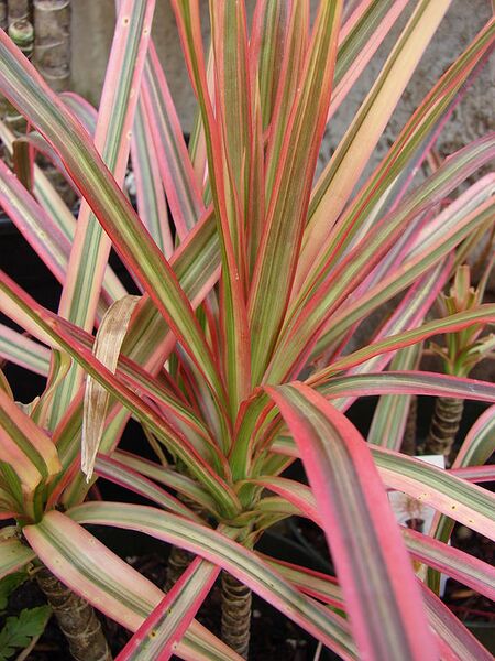 File:576px-Starr 080117-2117 Dracaena marginata.jpg