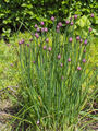 Clump of chives