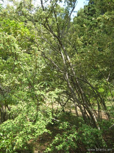 File:Cotoneaster franchetil-IMG 3003 lokrun.jpg
