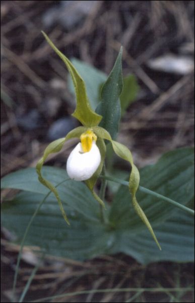 File:Cypripedium montanum c.jpg