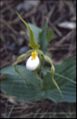 Yellow flowered Mountain Lady's Slipper