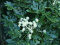 Fatsia japonica Japanese aralia