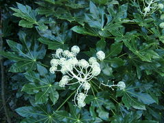 Fatsia japonica in flower