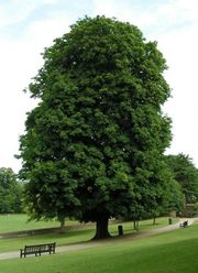 Aesculus hippocastanum