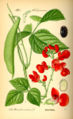 Thumbnail for version as of 15:00, 17 September 2007