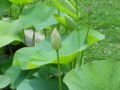 A blossom in formation