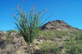 Ocotillo in full bloom.