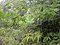 Thumbnail for version as of 09:13, 29 April 2025