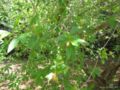 terminalia australis