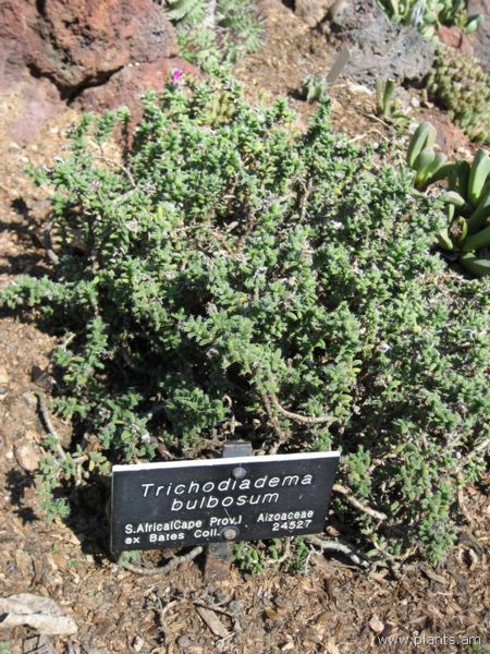File:Trichodiadema bulbosum-IMG 0374 hunt07.jpg