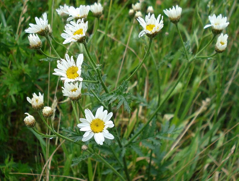 File:1011px-Tanacetum corymbosum2 W.jpg
