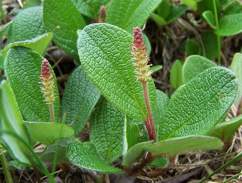 File:1017px-Salix reticulata a4.jpg