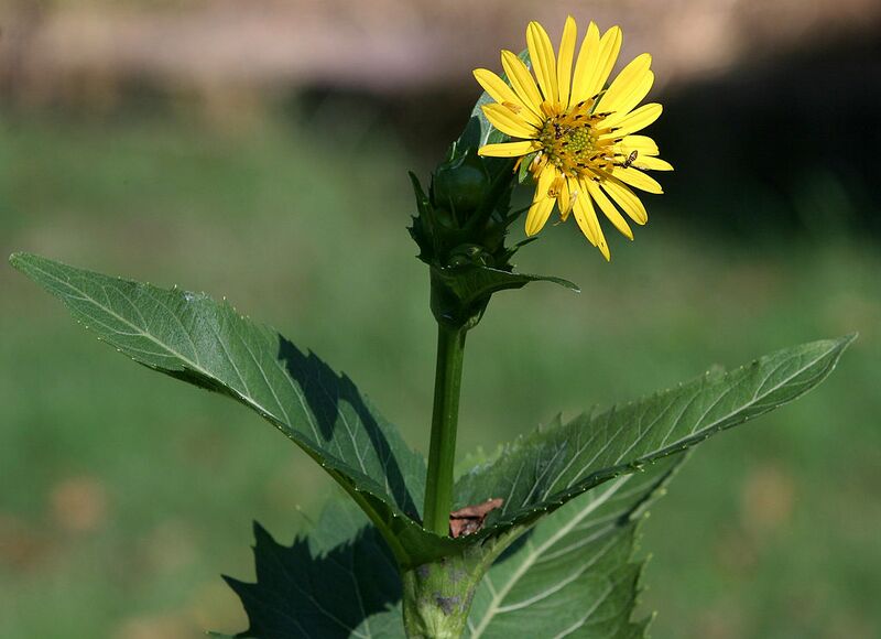 File:1024px-Cup plant.jpg
