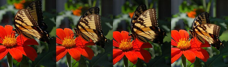 File:1024px-Eastern Tiger Swallowtail Papilio glaucus Feeding 6800px.jpg