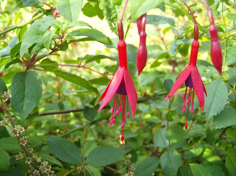File:1280px-Fuchsia magellanica macro.jpg