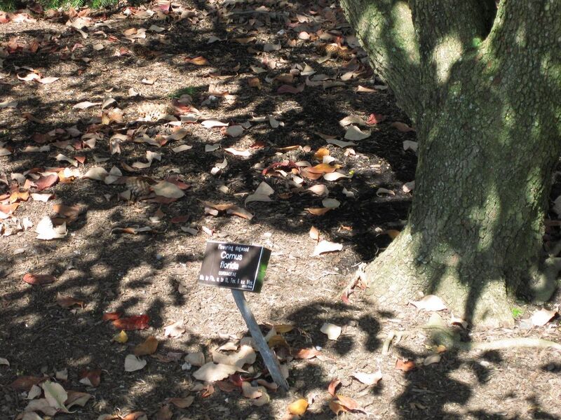 File:1280px-IMG 0365 nybg09.jpg