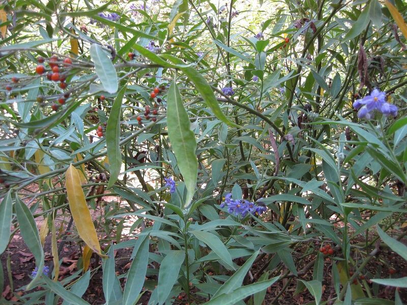 File:1280px-IMG 1998 hunt09oct.jpg