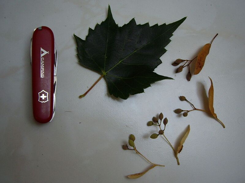 File:1280px-Tilia mongolica 21.jpg