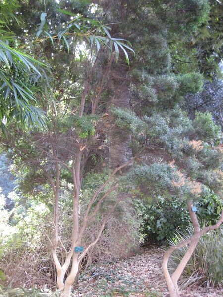 File:576px-IMG 2319 ucla09.jpg