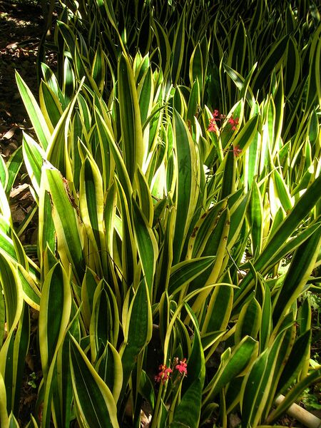 File:768px-Starr 071024-8807 Sansevieria trifasciata.jpg