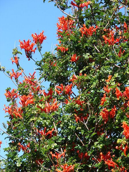 File:768px-Starr 080219-2981 Tecoma capensis.jpg